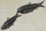 Shale With Two Fossil Fish (Knightia) - Wyoming #211228-1